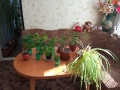 Стайни цветя -22 броя, снимка 2