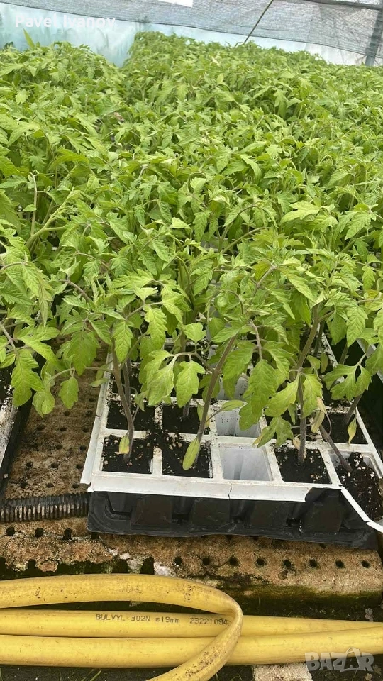 Разсад розови домати! Безплатна доставка!, снимка 1