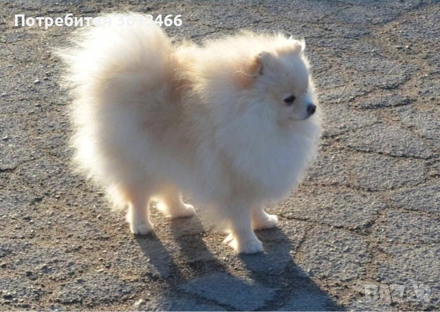 Померански шпиц ,померан ,малък шпиц, снимка 5 - Померан - 54004056
