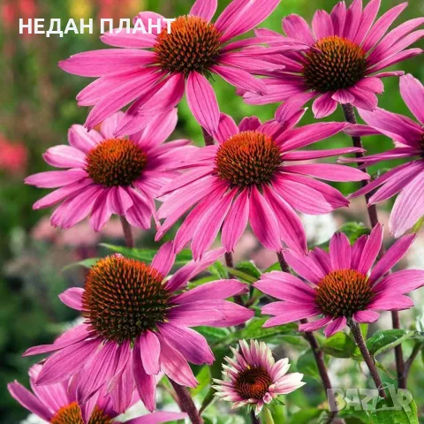Eхинацея (Purpurea, Purpurea Magnus)