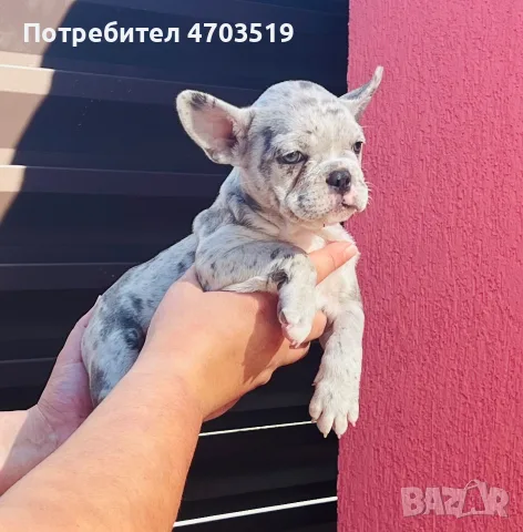 Френски булдог мерле, снимка 2 - Френски булдог - 55493503