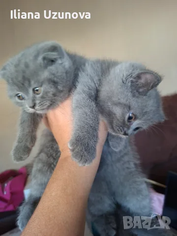 Шотландски котенца , снимка 11 - Британска късокосместа - 55530549