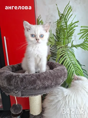 Британски и Шотландски котенца, снимка 9 - Британска късокосместа - 55503983