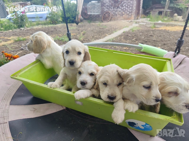 Продават се кокер шпаньоли