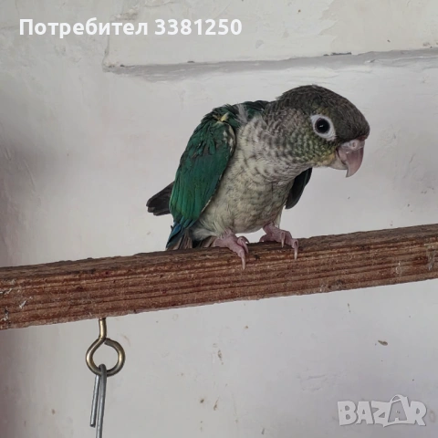 Пипури, снимка 4 - Папагали - 54767608