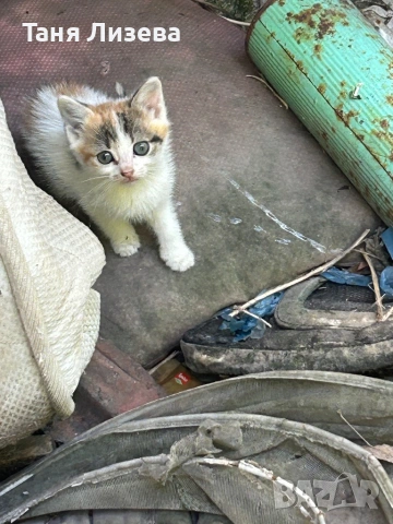 Малки котенца за осиновяване, снимка 4 - Други - 54745380