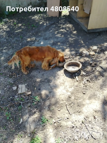  За разплод , снимка 3 - Кокер шпаньол - 54320089
