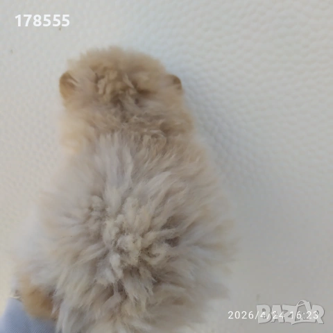 Мини Померани!!!, снимка 7 - Померан - 54303915