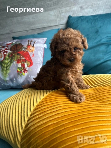 Пудел той / мини пудел, снимка 3 - Пудели - 54007093