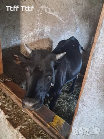 3 женски 1 мъжко породисти, снимка 8 - Крави - 55596541