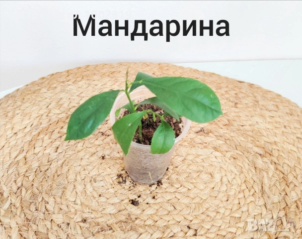 Комплект оm 12 Стайни Растения (Вкоренени)