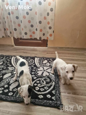 мини Джак Ръсели, снимка 6 - Джак ръсел териер - 54078349