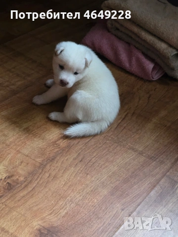 снежанка