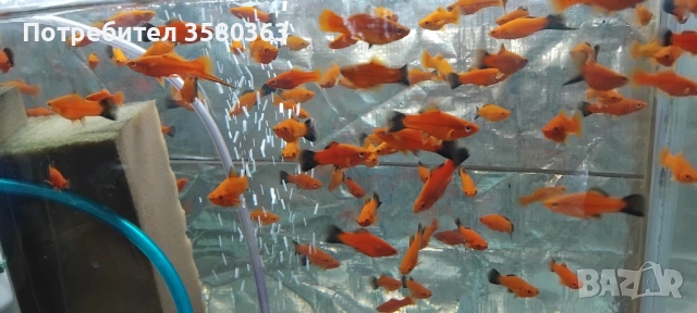 Декоративни рибки 