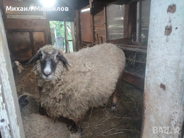 продава се Коч, снимка 2 - Овце - 54928155