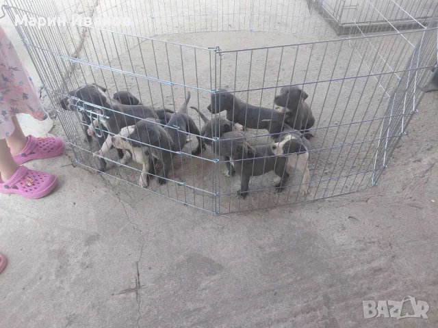 Сини питбулчета с първа ваксина!, снимка 3 - Питбул - 55603870