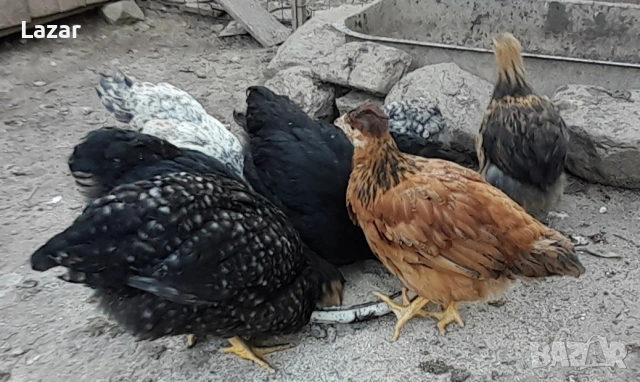 Продавам Домашни ярчици, снимка 3 - други­ - 54553982