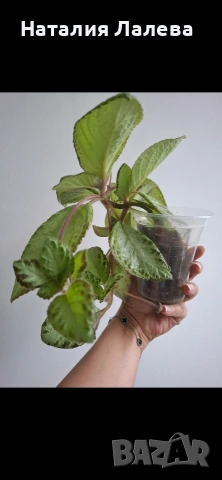 Еписцея, episcia silver sheen, снимка 2 - Стайни растения - 54773938