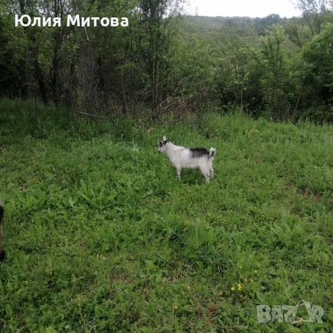 Продават се яренца, снимка 2 - Кози - 54589856