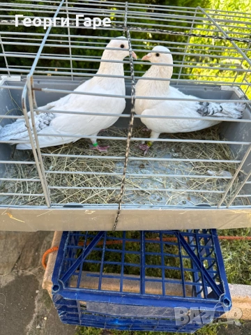 Софийски бенкалии два мъжки 2025 г. 