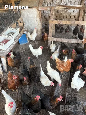 Продавам млади кокошки