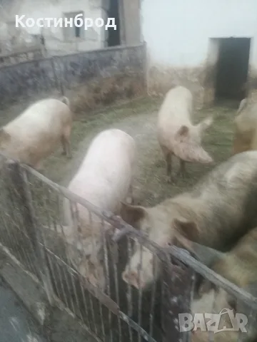 ПРАСЕТА. АКЦИЯ - ОТ 90 ЕВРО., снимка 4 - Прасета - 55635991