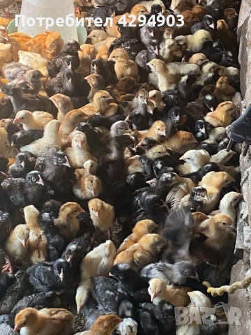 Домашни пилета супер харко, снимка 3 - Кокошки и пуйки - 53985922