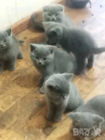 британски котенца