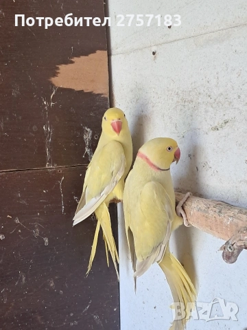 продавам чифт малак александар 2023, снимка 3 - Папагали - 54311607