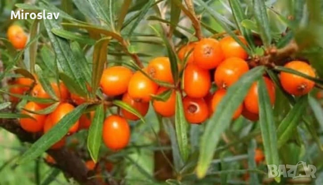 Облепиха (Hippophae), снимка 4 - Градински цветя и растения - 54688532