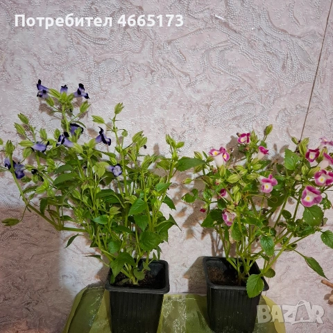 Комплект Цветя Торения, снимка 9 - Градински цветя и растения - 54886857