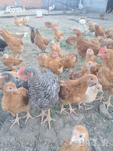Дворни пилета за яйца и месо, снимка 4 - Кокошки и пуйки - 54238936