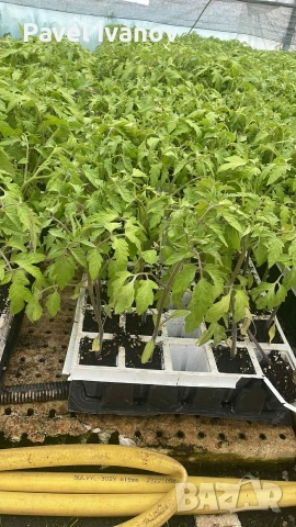 Разсад розови домати! Безплатна доставка!
