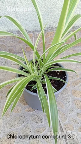 Хлорофитум Chlorophytum comosum , снимка 2 - Стайни растения - 55329443
