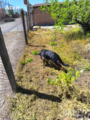 Чисто кръвна Немска овчарка на 4 месеца женска , снимка 6 - Немска овчарка - 54319285