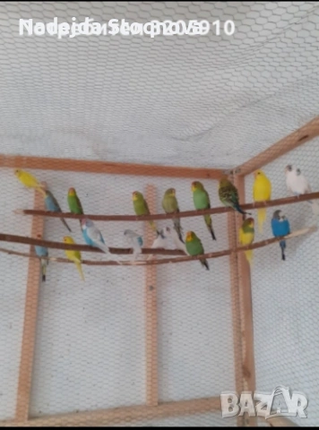 Продавам вълнисти папагали