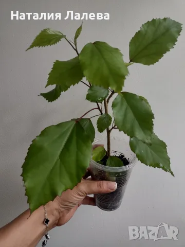 Хибискус, hibiscus apple blossom