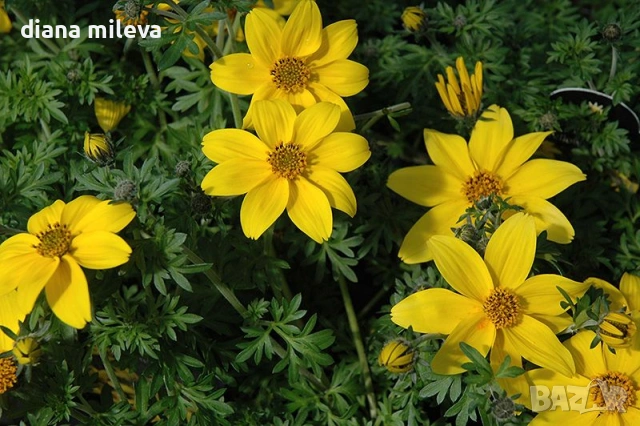 Три различни сорта Биденс!!, снимка 4 - Градински цветя и растения - 54284476