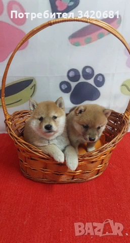Шиба Ину Shiba inu 