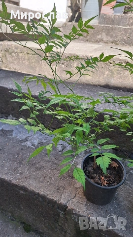 Продавам растение Текома (Кампсис), снимка 4 - Градински цветя и растения - 55056948