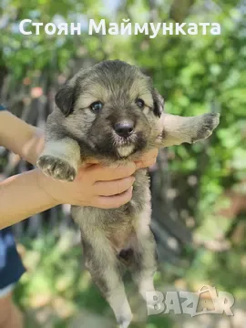 2 кученца подарявам ваксини, снимка 2 - Други - 55301758