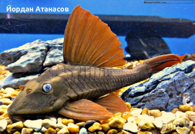 Три големи сома (Pleco), снимка 2 - Рибки - 54895114