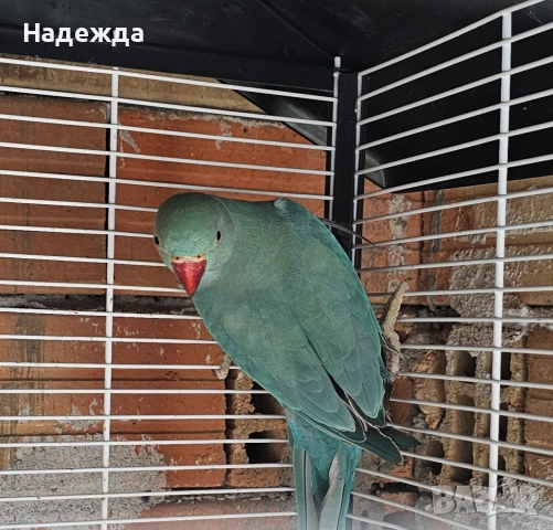 Малък Александър , снимка 9 - Папагали - 55007879