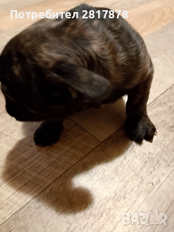 френско булдоче , снимка 2 - Френски булдог - 54258818