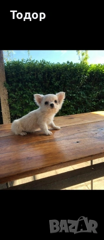 Продавам мини чихуахуа , снимка 5 - Чихуахуа - 54369735