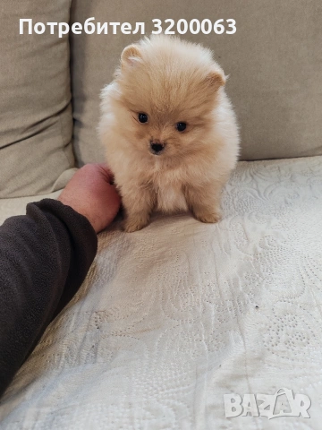 Померан мини женско., снимка 2 - Померан - 53913386