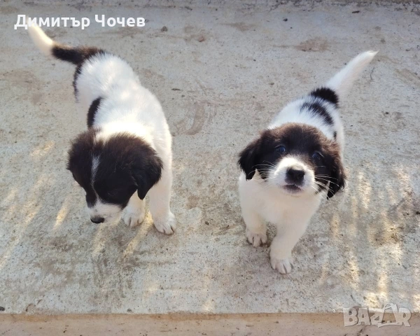 Кученца каракачанки