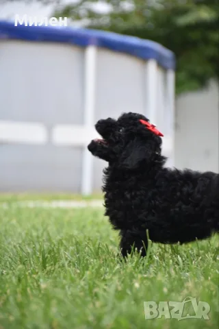Той пудел Toy poodle, снимка 8 - Пудели - 55006000