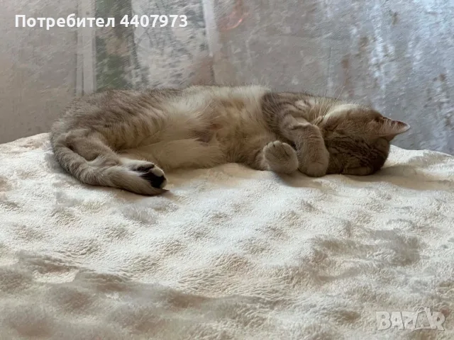 Британка на 2 години, Подаряваме  , снимка 3 - Британска късокосместа - 55334891