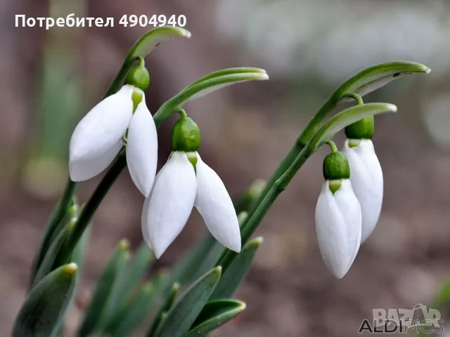 луковици на кокиче 